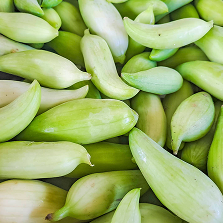 Ilgakotis dygliamoliūgis (ciklantera) - natūrali pagalba kraujotakos ir medžiagų apykaitos balansui